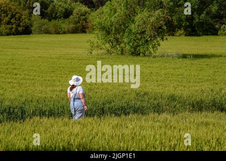 Frühlingsfelder und ein Tourist in der Nähe von Sant Cugat del Vallès, im Naturpark Collserola (Barcelona, Katalonien, Spanien) ESP: Campos primaverales yerdes Stockfoto