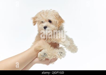 Die Hände der Frauen halten einen jungen, zotteligen Welpen. Fotoshooting im Studio auf weißem Hintergrund. Stockfoto