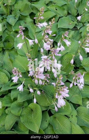 Weiß, Wegerich Lilie, Blumen, Hosta Weiden Neu Stockfoto