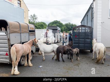 Cahirmee, Buttevant, Cork, Irland. 12.. Juli 2022. Pferde und Spionien wurden auf einer der ältesten Pferdehöfe Irlands, die in Cahirmee, Buttevant, Co. Cork, Irland, abgehalten wurde, auf der Straße festgebunden. - Credit; David Creedon / Alamy Live News Stockfoto