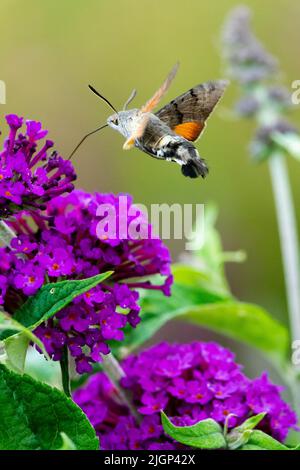 Kolibri Falkenmotte buddleja Schmetterlingsbusche Motte Nektarenzunge lange Proboscis Bienenfreundliche Pflanzen Kolibri Falkenmotte Flying Moth Stockfoto