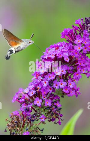 Kolibri Hawk-Moth Fütterung von Buddleja Flower Butterfly Nectaring Buddleia davidii Buzz Pink Purple Macroglossum stellatarum Kolibri Hawk-Moth Stockfoto