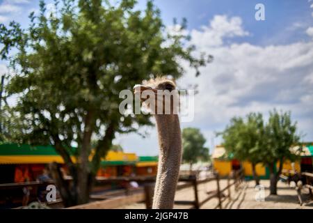 Strauß auf einer Öko-Farm im Zoo Stockfoto