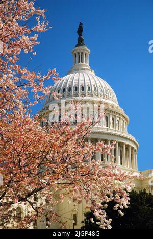 An einem sonnigen Frühlingstag in Washington DC umrahmen rosa Kirschblüten die große Kuppel des Kapitols der Vereinigten Staaten Stockfoto