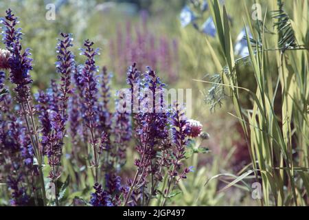 Salbei. Salvia nemorosa. Violette Blüten des Balkanklaries. Eine heilende krautige Pflanze aus Waldsalbei oder Wildsalbei Stockfoto