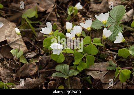 Gemeiner Holzsorrel, Oxalis acetosella, die am späten Frühlingsabend im estnischen borealen Wald blüht Stockfoto