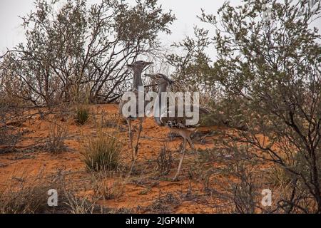 Zwei Kori Bustarde, (Ardeotis kori) auf Sanddüne im Kgalagadi Transfrontier Park Stockfoto