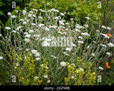 Weiße Blüten der silbrig blättrigen Gartenmehrjährige Lychnis coronaria 'Alba' Stockfoto