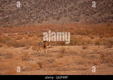 Männlicher Löwe (Panthera leo) patrouilliert auf seinem Territorium im Kgalagadi Trans Frontier National Park, Südafrika Stockfoto