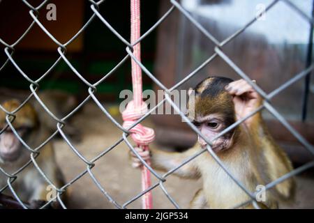 Ein kleiner Affe in einem Käfig im Zoo isst Nahrung Stockfoto