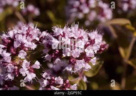 Oregano. Blühende Büsche von Oregano (Origanum) auf der Wiese. Blüten von origanum vulgare, natürlicher Hintergrund Stockfoto