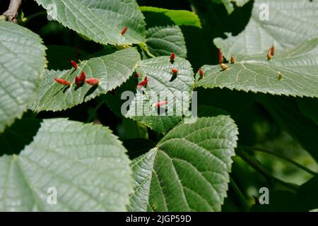 Reife Nagelbälle auf einem Limettenblatt. Eriophyes tiliae. Milbe, die die Limonengalle oder die Knallgalle bildet Stockfoto