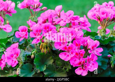 Blütenpelargonium blüht mit Knospen und Bestäuber auf einer Blüte. Insektenfliegen. Unscharfer natürlicher grüner Hintergrund. Trencin, Slowakei Europa. Stockfoto