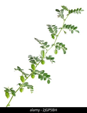 Grüne Kichererbsen verzweigen isoliert auf weißem Hintergrund. Kichererbsen in der Hülse und Blumen Stockfoto