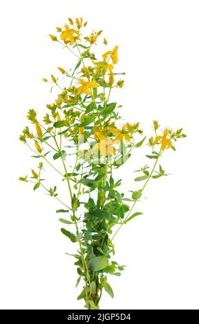 Hypericum perforatum Busch mit gelben Blüten, isoliert auf weißem Hintergrund. Johanniskraut. Kräutermedizin. Beschneidungspfad Stockfoto