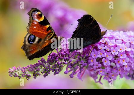 Zwei Schmetterlinge auf Schmetterlingsbuschblume, Pfauenschmetterling Aglais io, Schmetterlinge auf Blume, Nektaring Stockfoto