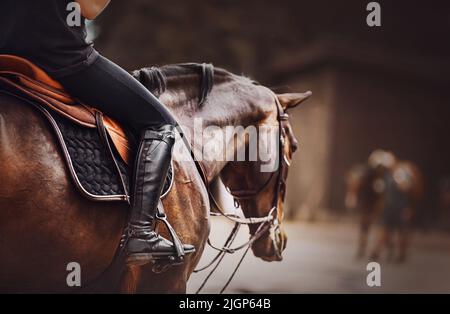 Ein Reiter sitzt auf einem Lorbeerpferd im Sattel. Reitsport. Reiten. Pferdemunition. Stockfoto