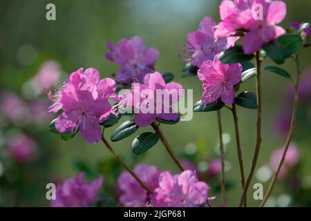 Rosafarbene Rhododendronblüten auf frischen Rhododendronbüschen. Schöne Blume mit Magie. Viele Blumen Rhododendron, schöner Hintergrund. Selektiver Fokus Stockfoto