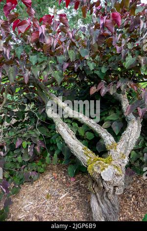 Cercis 'Forest Stiefmütterchen' Baum Eastern Redbud Baumstamm Cercis canadensis 'Forest Stiefmütterchen' Stockfoto