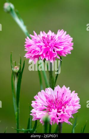 Pink Cyanus segetum Rosa Kornblume, Centaurea Flower Bachelors Knöpfe, Porträt, Nahaufnahme Stockfoto