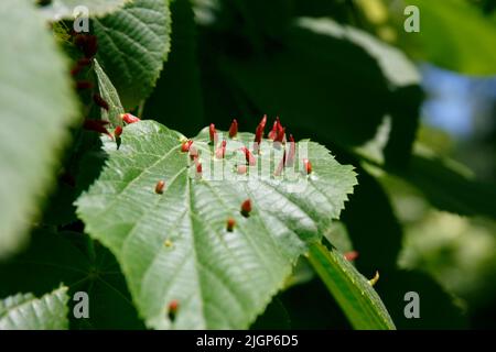 Milbe, die die Limonengalle oder die Knallgalle bildet. Eriophyes tiliae. Reife Nagelbälle auf einem Limettenblatt Stockfoto