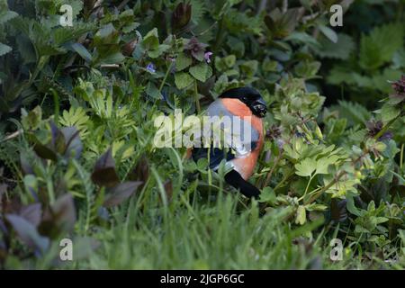 Männlicher eurasischer Bullfink, Pyrrhula pyrrhula, der an einem Frühlingstag im Mai frische Pflanzenteile im üppigen europäischen Garten isst Stockfoto