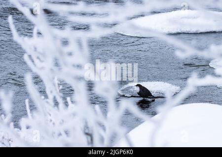 Weißkehlchen-Dipper, Cinclus Cinclus steht in einem eisigen Wasser in Nordfinnland Stockfoto