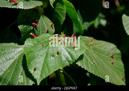Eriophyes tiliae. Milbe, die die Limonengalle oder die Knallgalle bildet. Reife Nagelbälle auf einem tilia-Blatt Stockfoto
