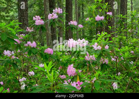 Blühender pazifischer Rhododendron (Rhododendron macrophyllum), Willamette National Forest, Aufderheide National Scenic Byway, Oregon Stockfoto