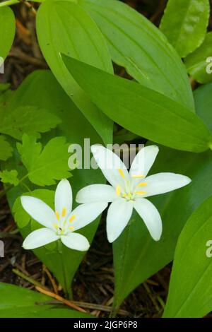 Brides Bonnet (Clintonia uniflora) entlang des Erma Bell Lakes Trail, Willamette National Forest, Three Sisters Wilderness, Oregon Stockfoto