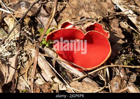 Farbenfrohe rötliche Scharlachpilze, die im Frühling auf dem Waldboden wachsen Stockfoto