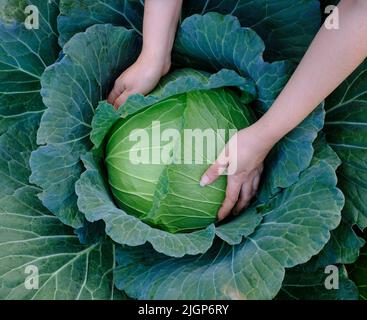 Nahaufnahme von weiblichen Händen, die einen grünen frischen Großkohl ernten, der auf dem Feld wächst Stockfoto