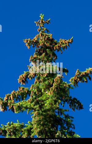Engelmann Fichte (Picea engelmannii) entlang Erma Bell Lakes Trail entlang Erma Bell Lakes Trail, Willamette National Forest, Three Sisters Wilderness, OR Stockfoto