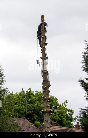 Baumchirurg bei der Arbeit (1 von 5 Bildern) Äste von Kiefern abschneiden, oberen Teil abFällen, dann Stamm mit Benzinkettensäge Seile und Schutzkleidung Stockfoto