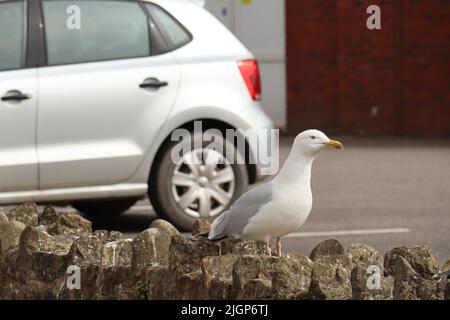 Die Nahaufnahme einer Möwe liegt auf einer Steinmauer bei einem Parkplatz in Sidmouth, Devon Stockfoto