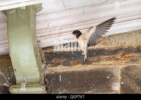 Eine Erwachsene Schwalbe füttert ihre Jungen in einem Nest über einem Drainpipe in Cornwall Stockfoto