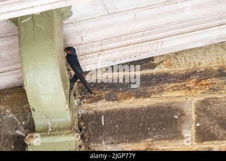 Eine Erwachsene Schwalbe füttert ihre Jungen in einem Nest über einem Drainpipe in Cornwall Stockfoto