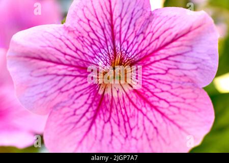 Die rosa Petunia-Blüte, der Stempel und die Staubgefäße werden von einem sonnengelben Nahaufnahme-Makro beleuchtet. Selektiver Fokus Stockfoto