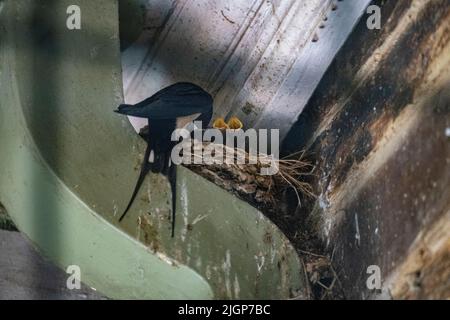 Eine Erwachsene Schwalbe füttert ihre Jungen in einem Nest über einem Drainpipe in Cornwall Stockfoto