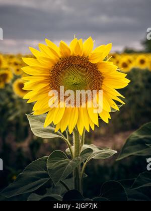 Sonnenblume aus nächster Nähe mit dramatischem bewölktem Himmel und Sonnenblumenfeld im Hintergrund, ein lebendiges Bild der Natur im Sommer, das Wachstum, Landwirtschaft und Wachstum symbolisiert Stockfoto