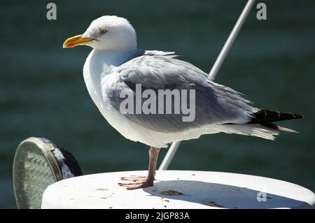 Die Heringmöwe ist ein großer und häufiger Vogel der britischen Küste. Sie haben sich an das Leben neben dem Menschen angepasst und sind intelligent und wachsam Stockfoto