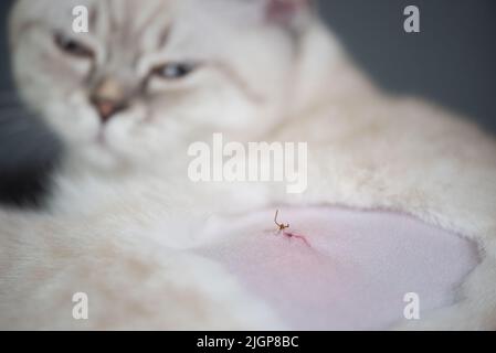 Katze nach der Sterilisation. Naht nach der Operation. Heilung Katzenbauch nach der Operation. Narbe auf Hundemagen Stockfoto