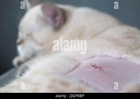 Katze nach der Sterilisation. Naht nach der Operation. Heilung Katzenbauch nach der Operation. Narbe auf Hundemagen Stockfoto