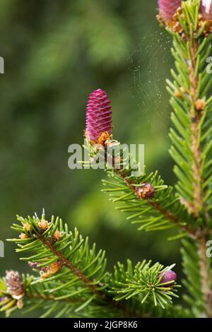 Frische Pikes aus Picea abies, der norwegischen Fichte oder der europäischen Fichte Stockfoto