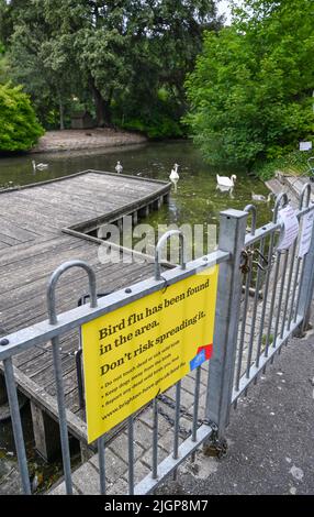 Brighton UK 12. July 2022 - Schwäne und ihre Cygnets am Queens Park Teich in Brighton, wo Vogelgrippe gefunden wurde und der stadtrat Schilder angebracht haben, die Menschen davor warnen, kranke Vögel zu behandeln : Credit Simon Dack / Alamy Live News Stockfoto