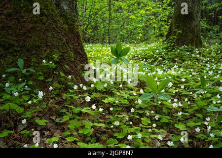 Blühender gemeiner Holzsorrel und frischer Herb Paris auf dem Waldboden in Estland Stockfoto