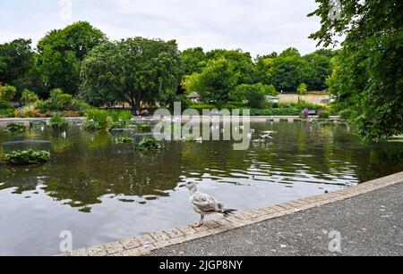 Brighton UK 12. July 2022 - Vogelgrippe wurde in Queens Park, Brighton gefunden, wo der stadtrat Schilder angebracht hat, die Menschen davor warnen, kranke Vögel zu behandeln : Credit Simon Dack / Alamy Live News Stockfoto