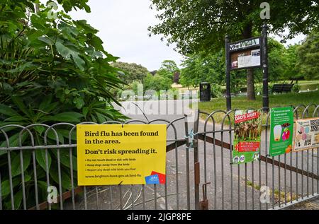 Brighton UK 12. July 2022 - Vogelgrippe wurde in Queens Park, Brighton gefunden, wo der stadtrat Schilder angebracht hat, die Menschen davor warnen, kranke Vögel zu behandeln : Credit Simon Dack / Alamy Live News Stockfoto