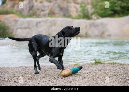 Reinrassiger schwarzer labrador Retriever Hund, der das Wasser abschüttelt, nachdem er mit einem Spielzeug aus dem See kam. Stockfoto