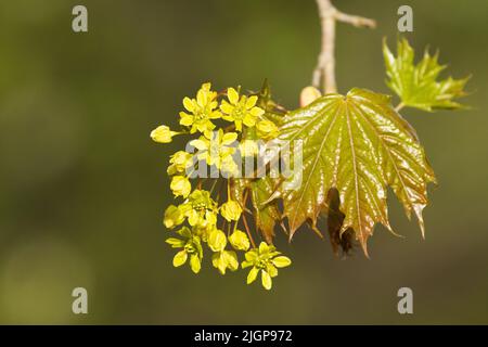 Nahaufnahme des blühenden norwegischen Ahorns, Acer platanoides im estnischen borealen Wald Stockfoto